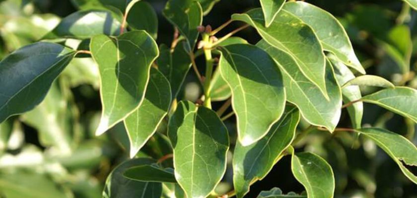 Huile essentielle bio de ravintsara : un allié naturel pour votre bien-être